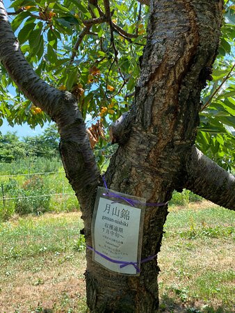 Koukaen-仁木町必去景点