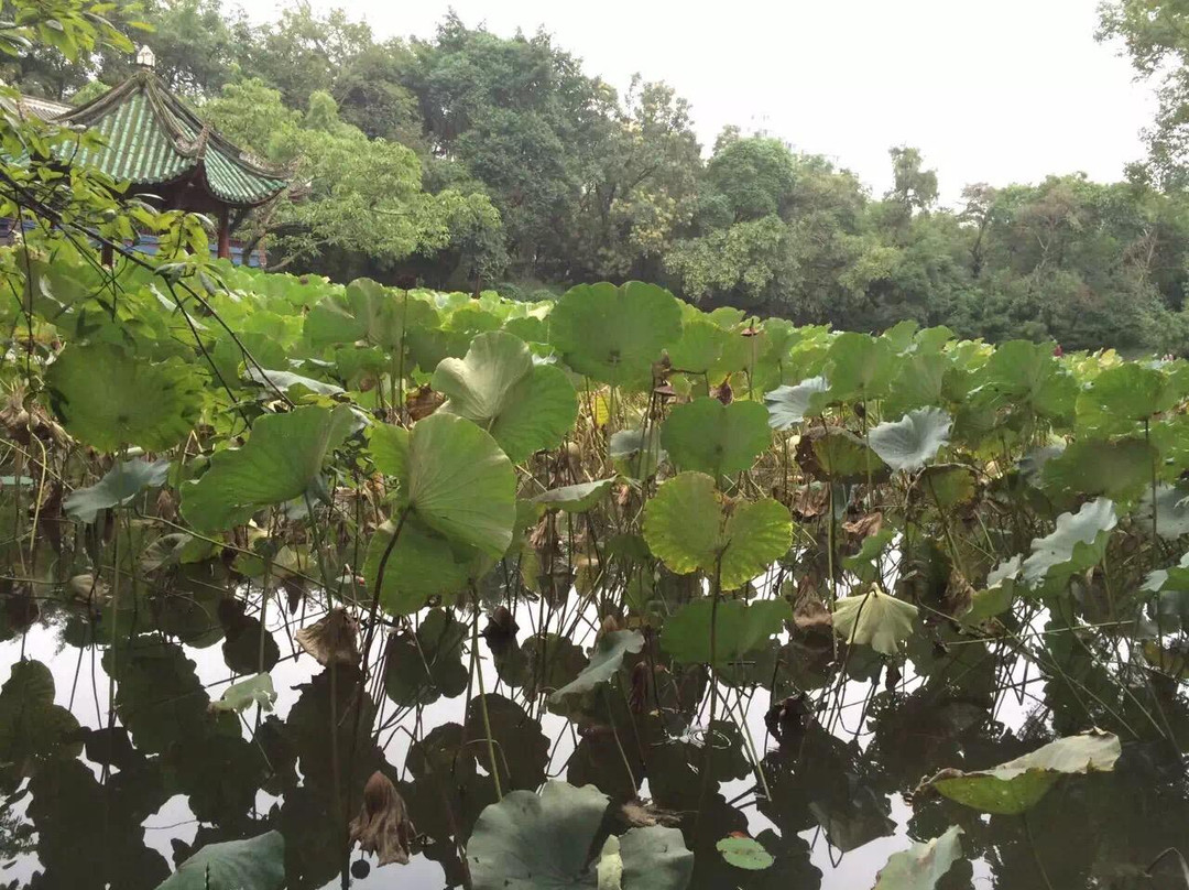 广汉房湖公园景点图片