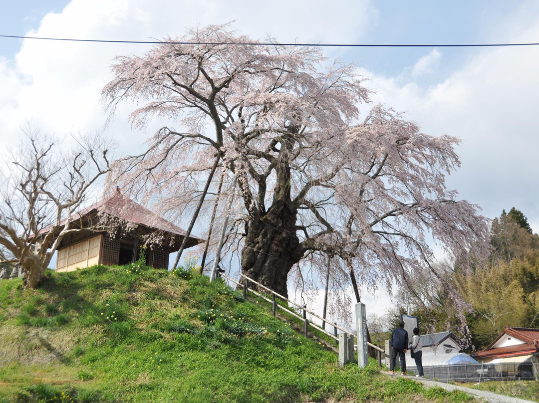 Ageishi Fudo Cherry Blossoms景点图片