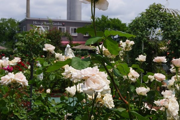 Himeji Rose Garden景点图片
