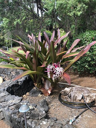 Sadie Seymour Botanical Gardens-凯鲁瓦-柯纳必去景点