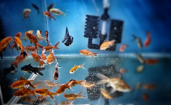 Jurien Heights Plant And Fish Nursery-朱里恩湾必去景点