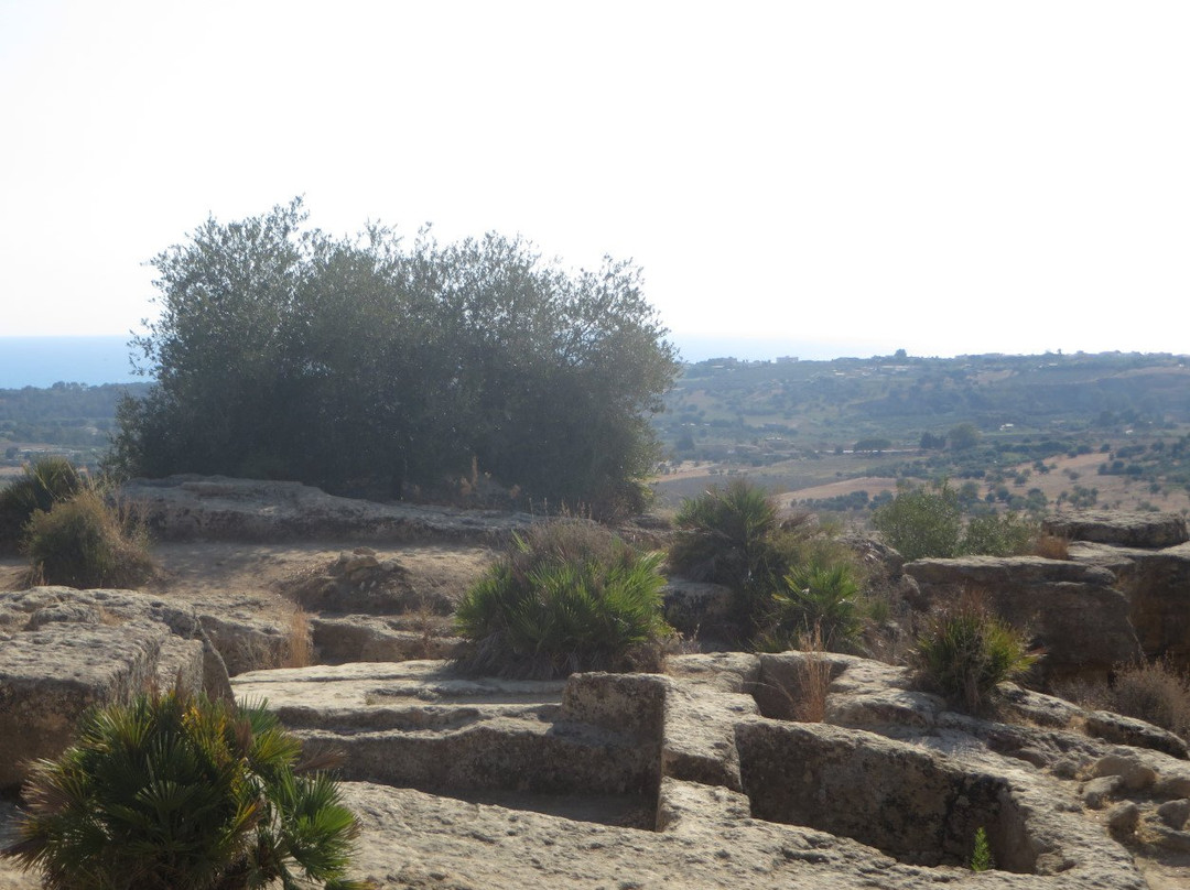 Tempio di Giunone景点图片
