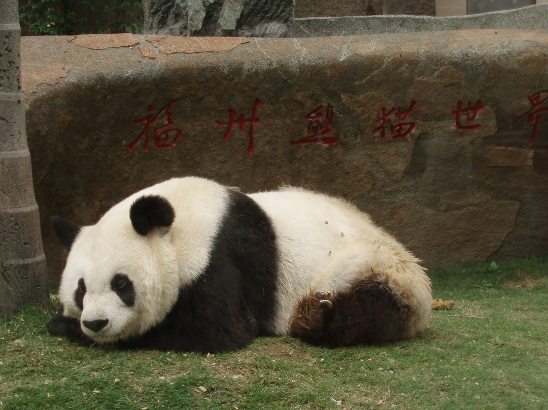 熊猫世界景点图片
