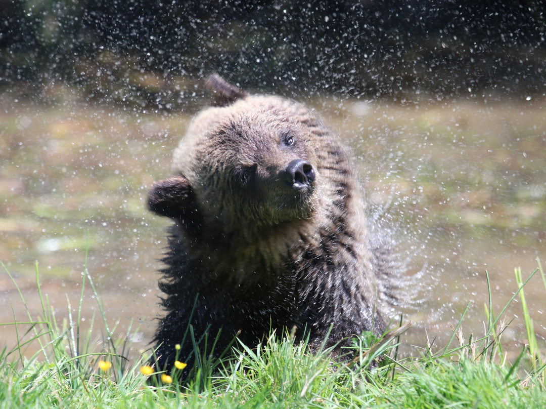 Greater Vancouver Zoo
