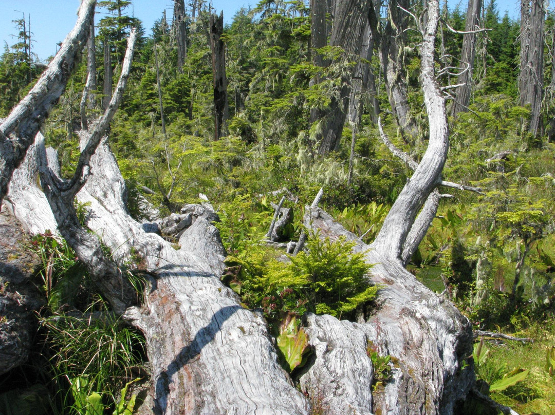 Alert Bay旅游攻略图片