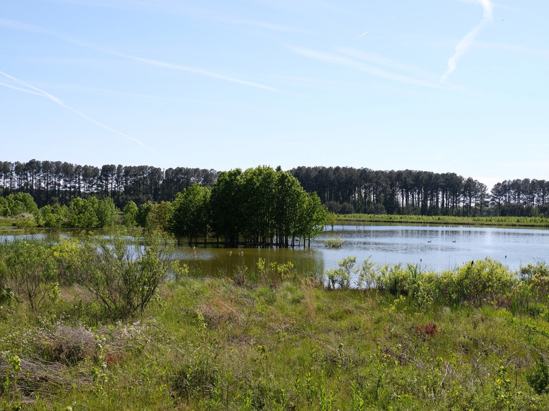 Pickering Creek Audubon Center景点图片