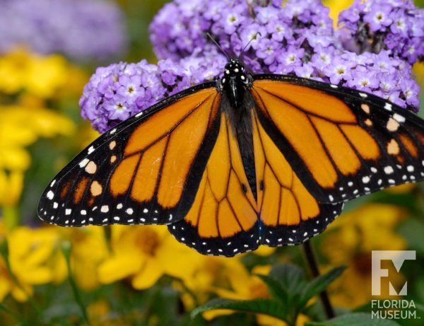 盖恩斯维尔旅游景点-蝴蝶热带雨林