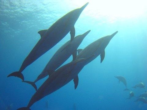 太平洋沿岸潜水有限公司