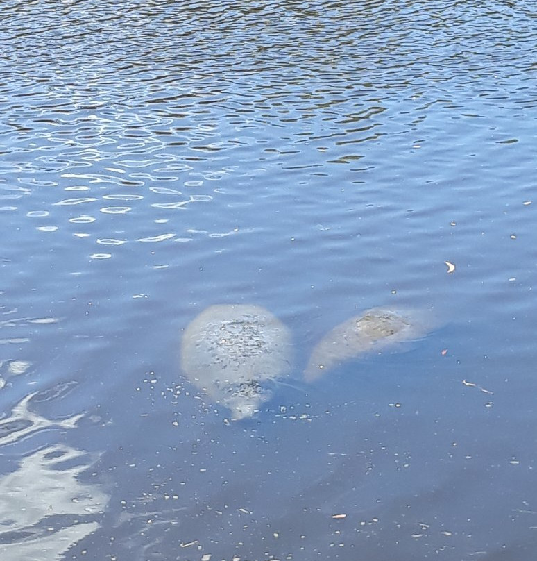 Manatee World景点图片