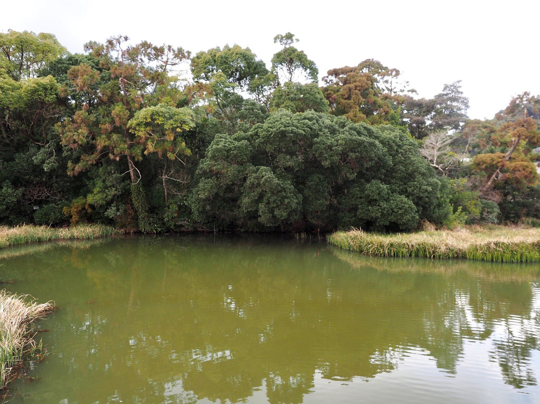 Shingu Inosawa Ukijima Plant Community-新宫市必去景点
