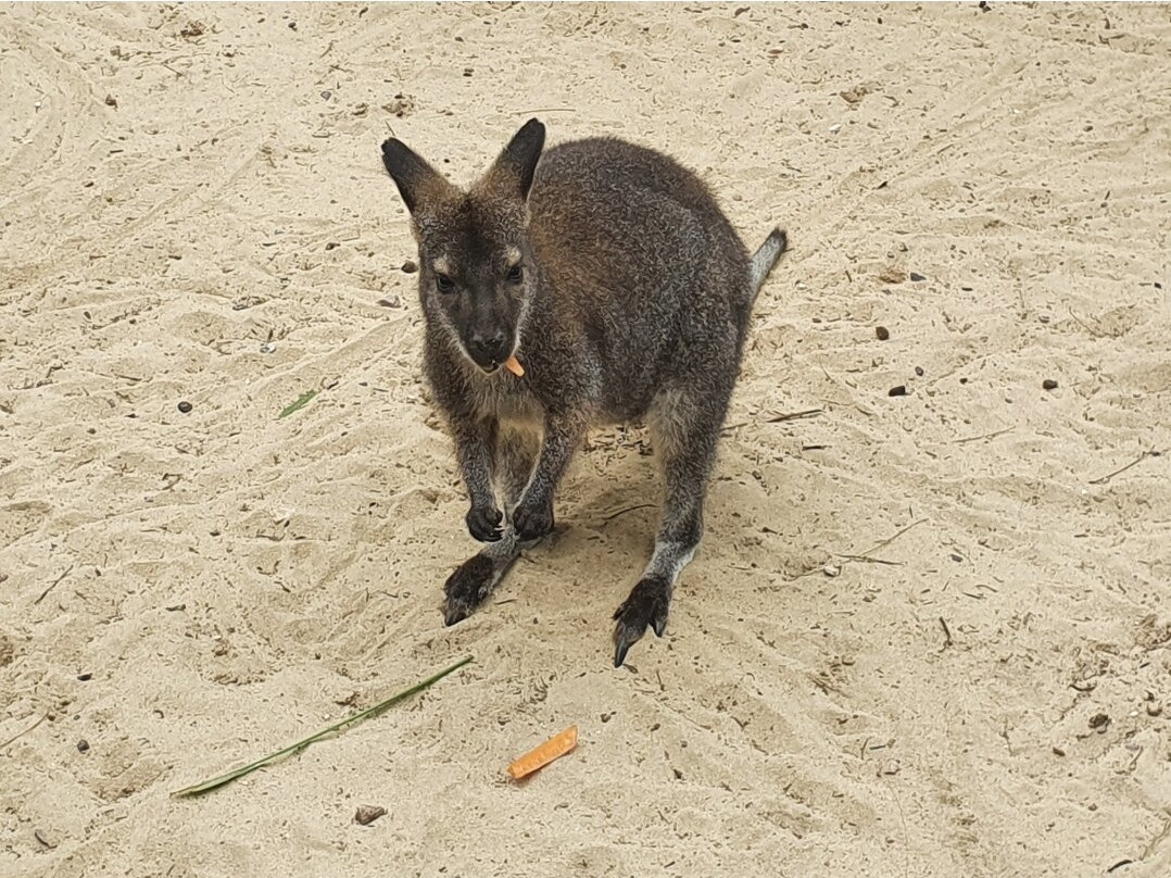 FLC Zoo Safari Park Quy Nhon景点图片