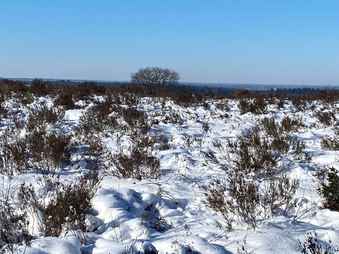 Nationaal Park De Sallandse Heuvelrug景点图片