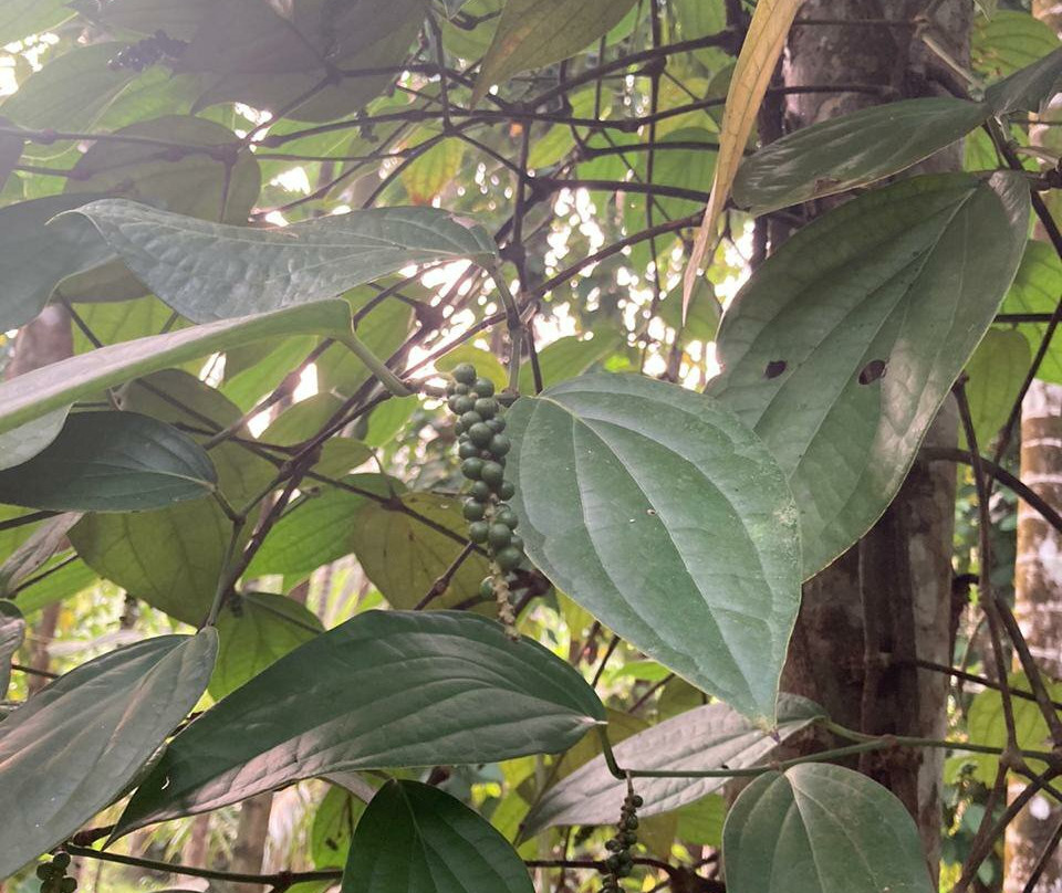 Areca Plantation Walk景点图片
