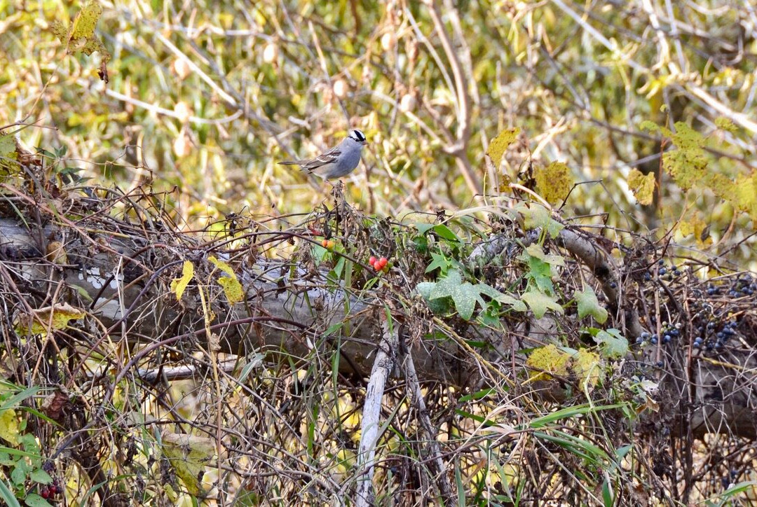 Minesing Wetlands Conservation Area景点图片