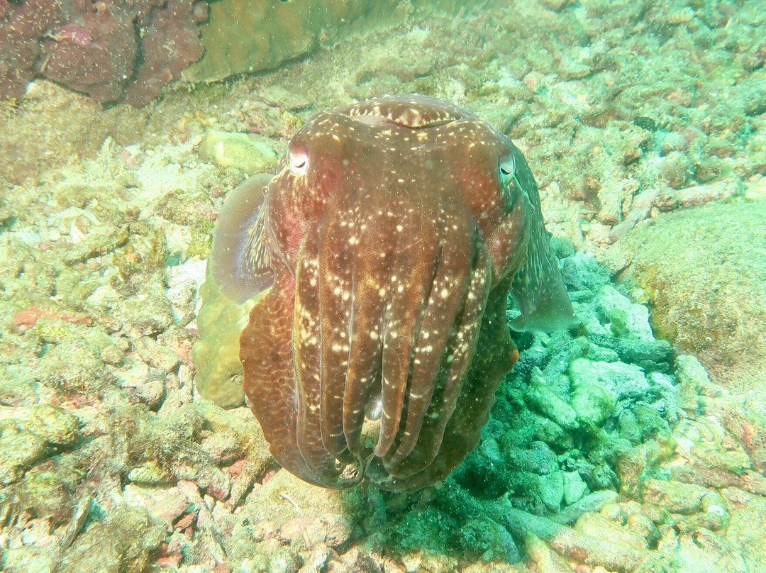 Tioman Dive Centre景点图片