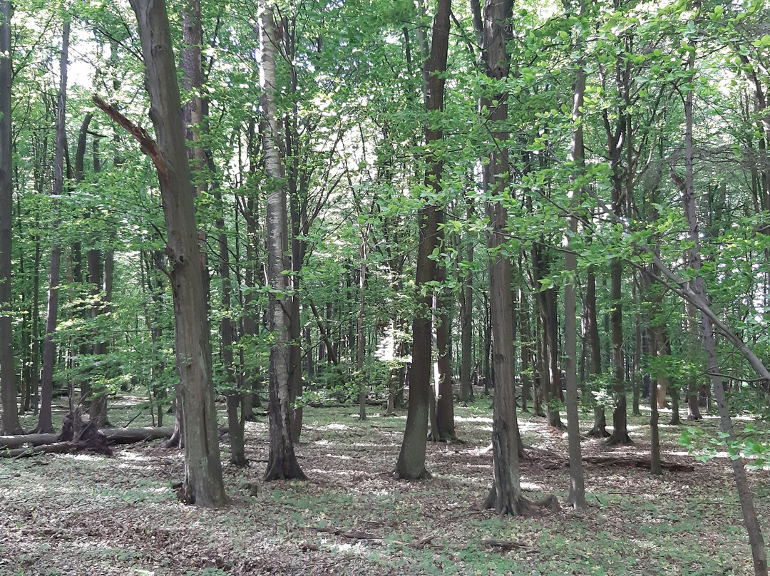 Rezerwat przyrody "Wiączyń"景点图片