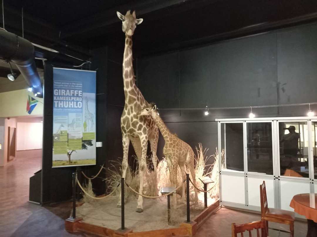 The National Museum-布隆方丹必去景点