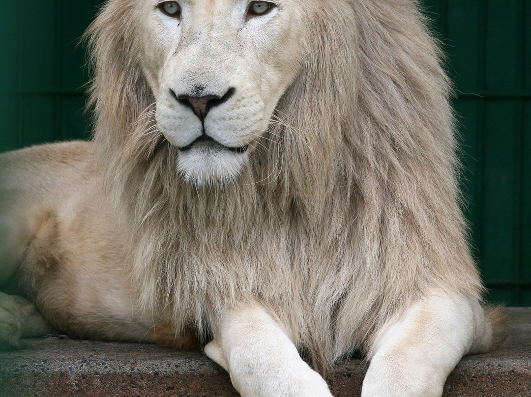 Tohoku Safari Park-二松本市必去景点