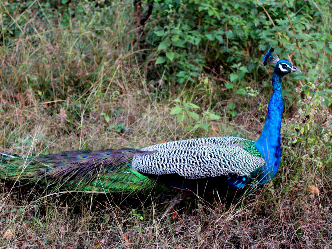 Canara Tours-Honnavar必去景点