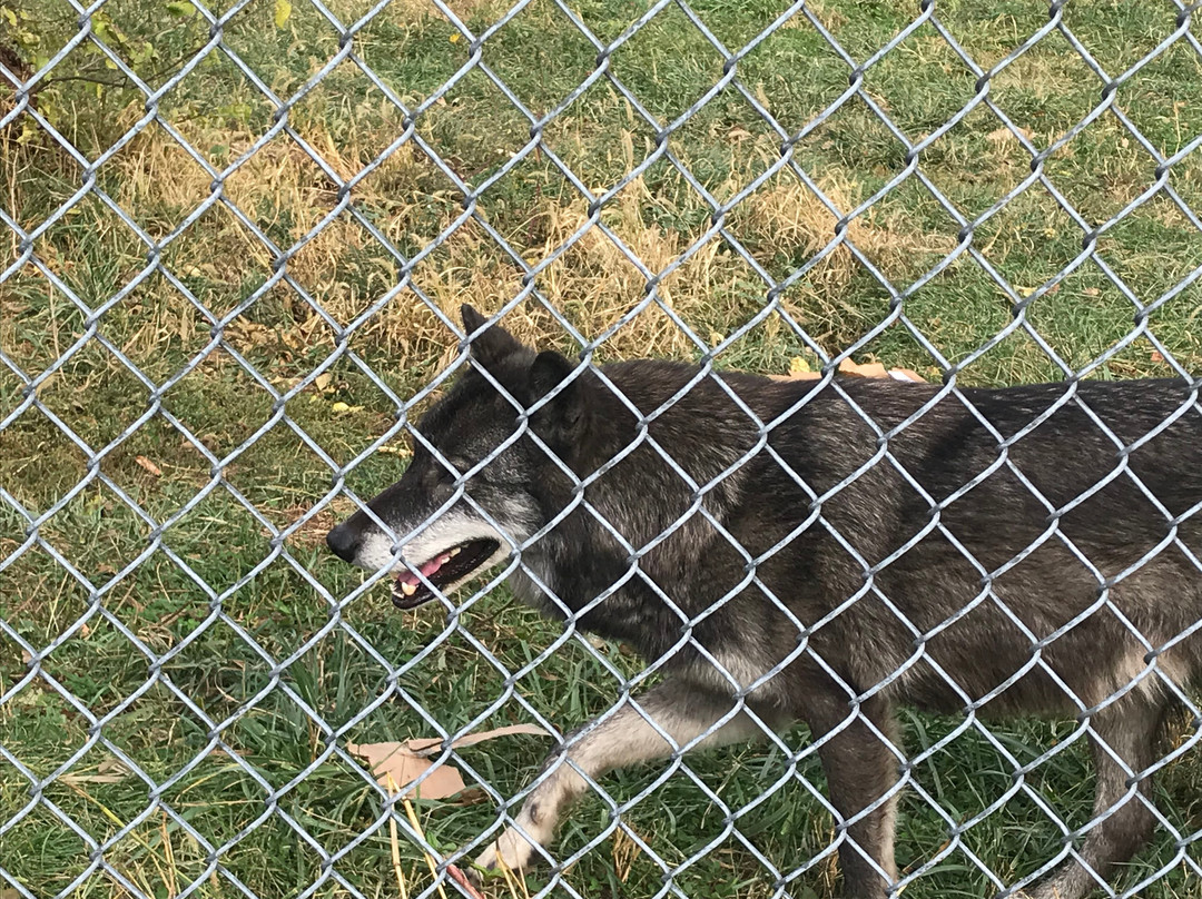 Wolf Park景点图片