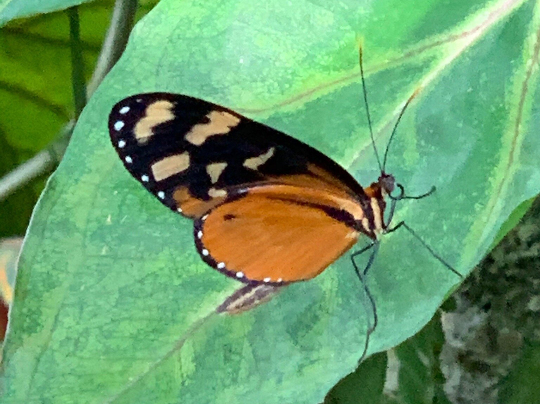 蝴蝶热带雨林-盖恩斯维尔必去景点