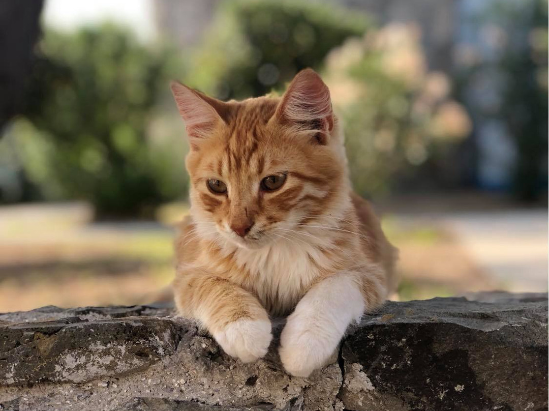 Hotel Milos Sea Resort主图