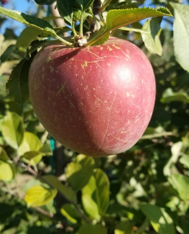 Ochs Orchard景点图片