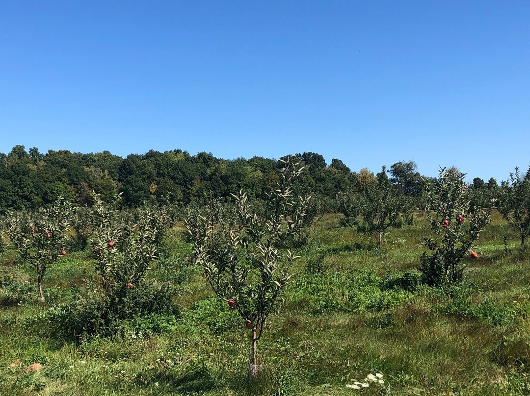 Twin Star Orchards-新帕尔茨必去景点