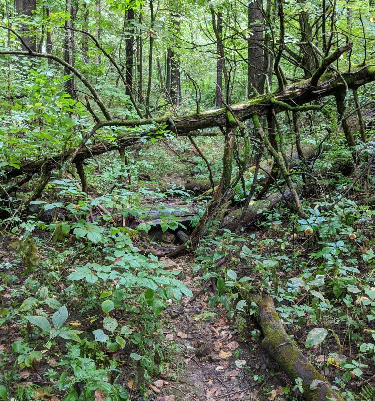 White Pines Forest State Park景点图片