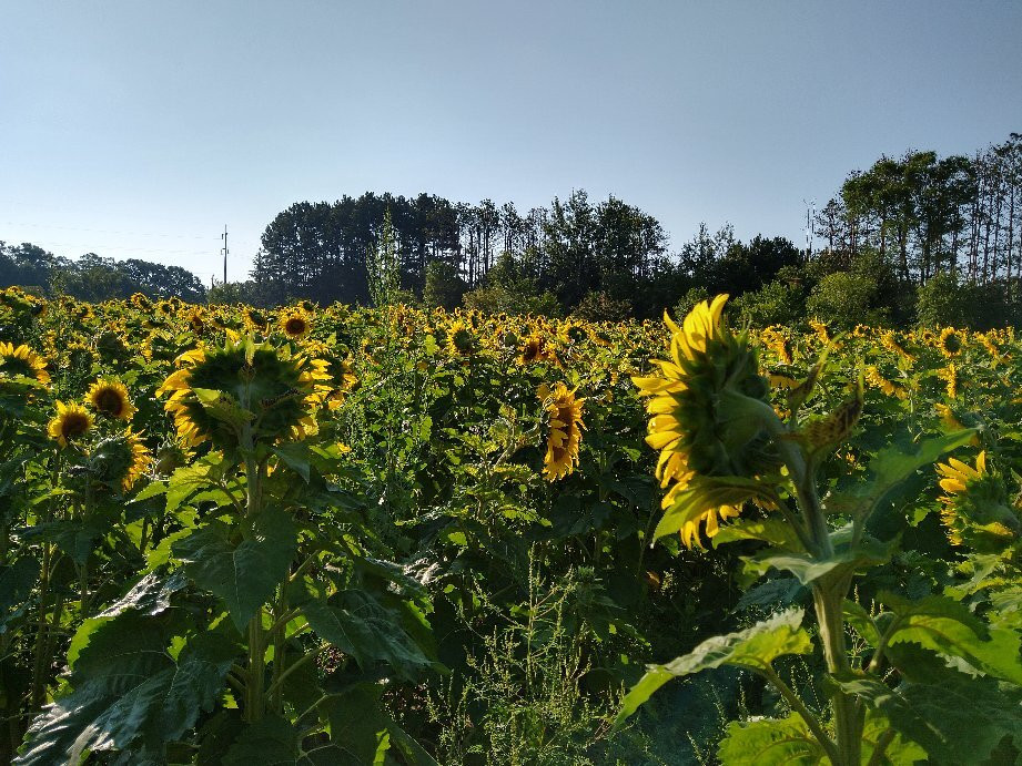 Zimmerman Minnesota Sunflowers景点图片