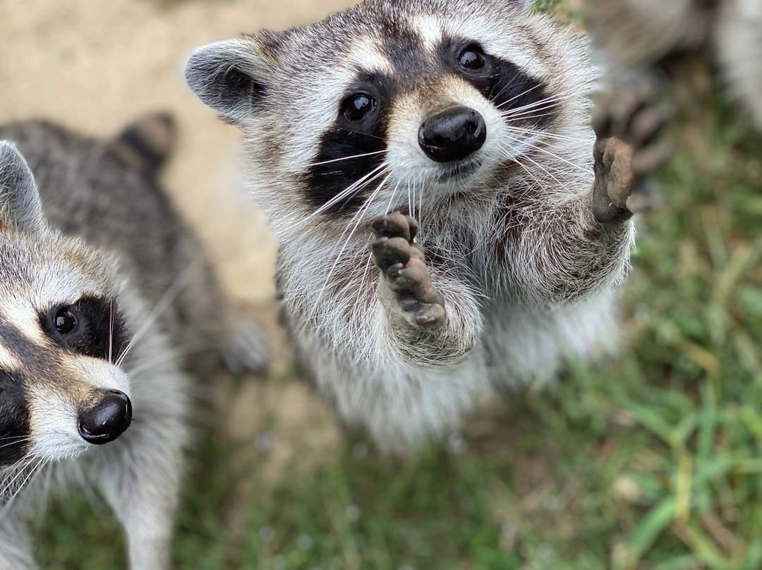 Zoo de Mescoules景点图片