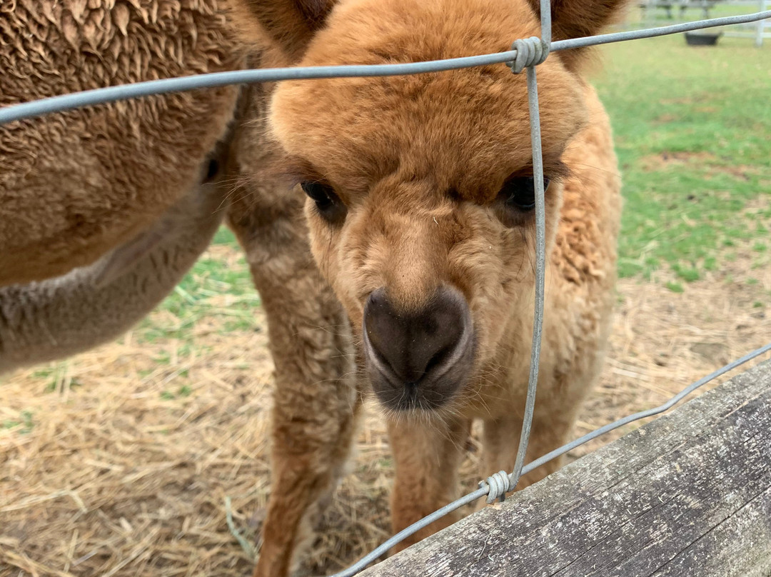 Popham Farm Alpaca Trekking-索尔塔什必去景点