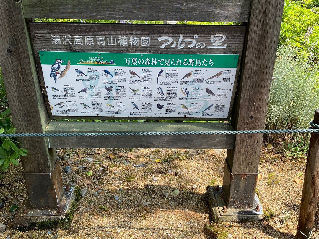 Yuzawa Highland Alpine Garden景点图片