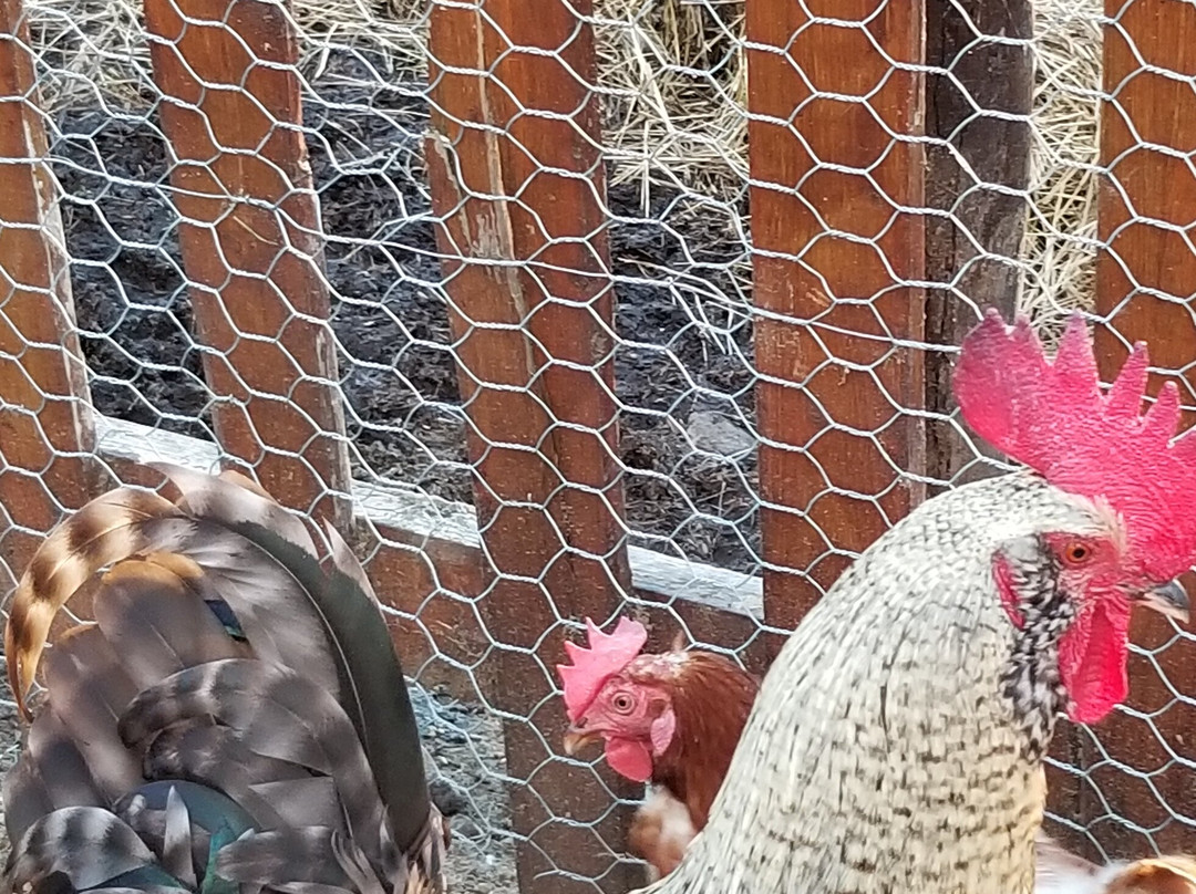 Ferme 5 Étoiles-Sacré-Coeur-Saguenay必去景点