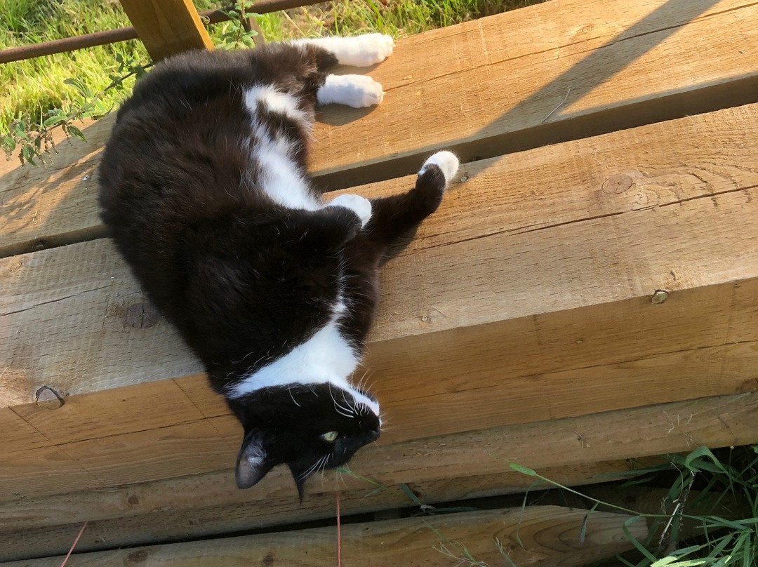 The Old Kennels主图