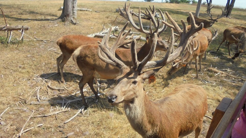 Red Deer at Rolling Hills Farm景点图片