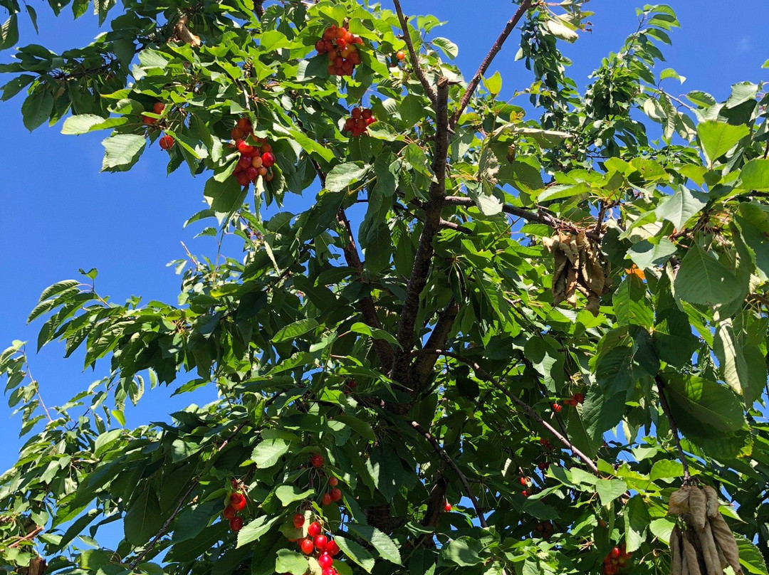 King Orchards景点图片