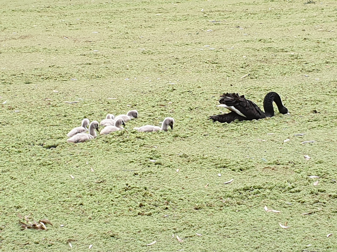 Wonga Wetlands-奥尔伯里必去景点