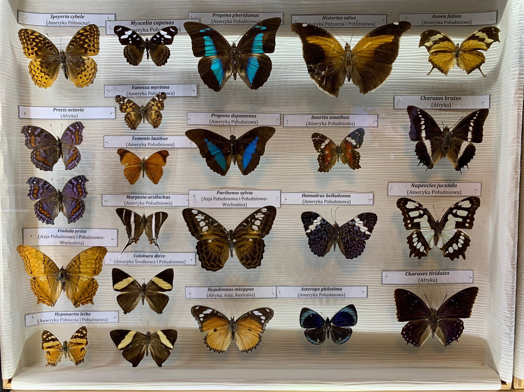 Natural History Museum-Jelenia Gora必去景点