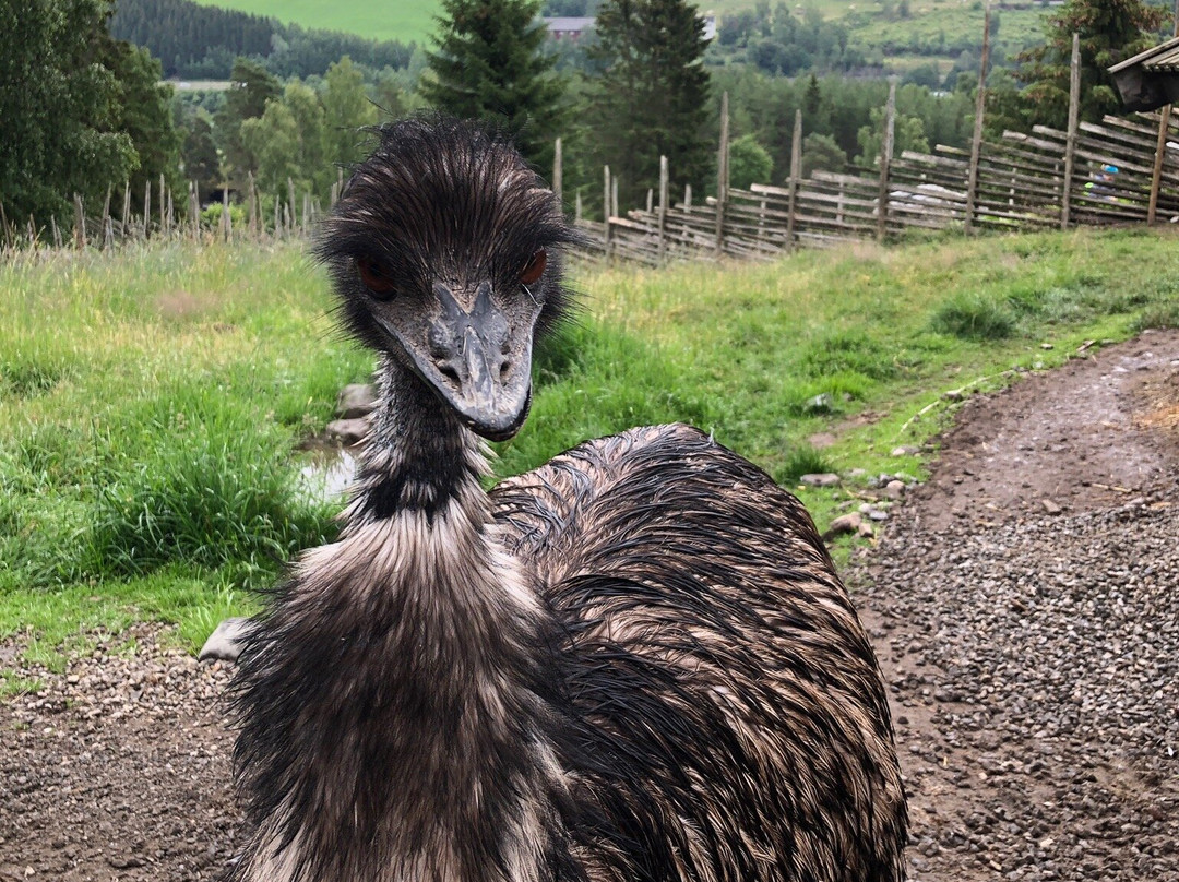 Barnas Gard Hunderfossen /Kid's farm Hunderfossen-Faberg必去景点