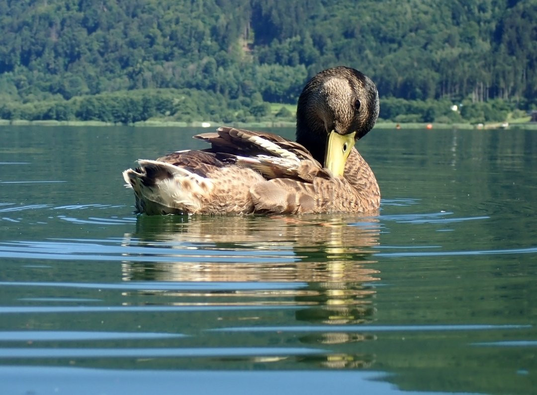 Aparthotel Legendär主图