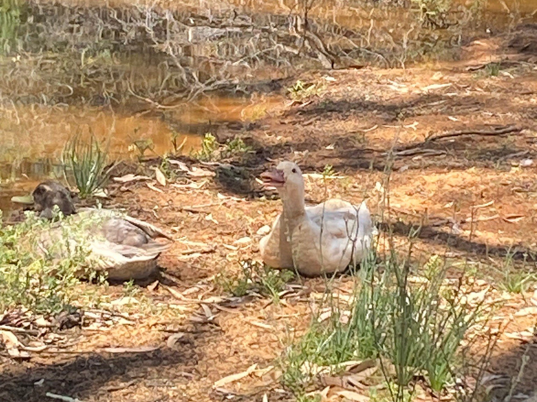 Big4 Loxton Riverfront Holiday Park