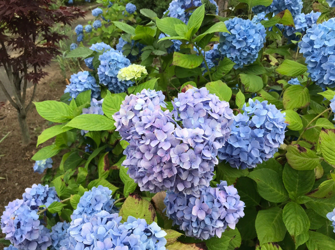 Eko-ji Temple-岩沼市必去景点
