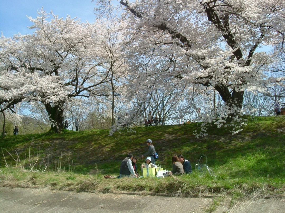 Shiroishigawa Embankment Hitome Sembonzakura-大河原町必去景点