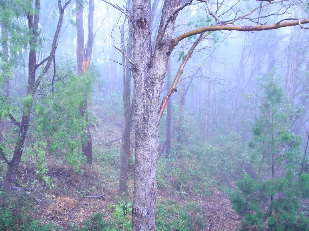 Tamborine旅游攻略图片