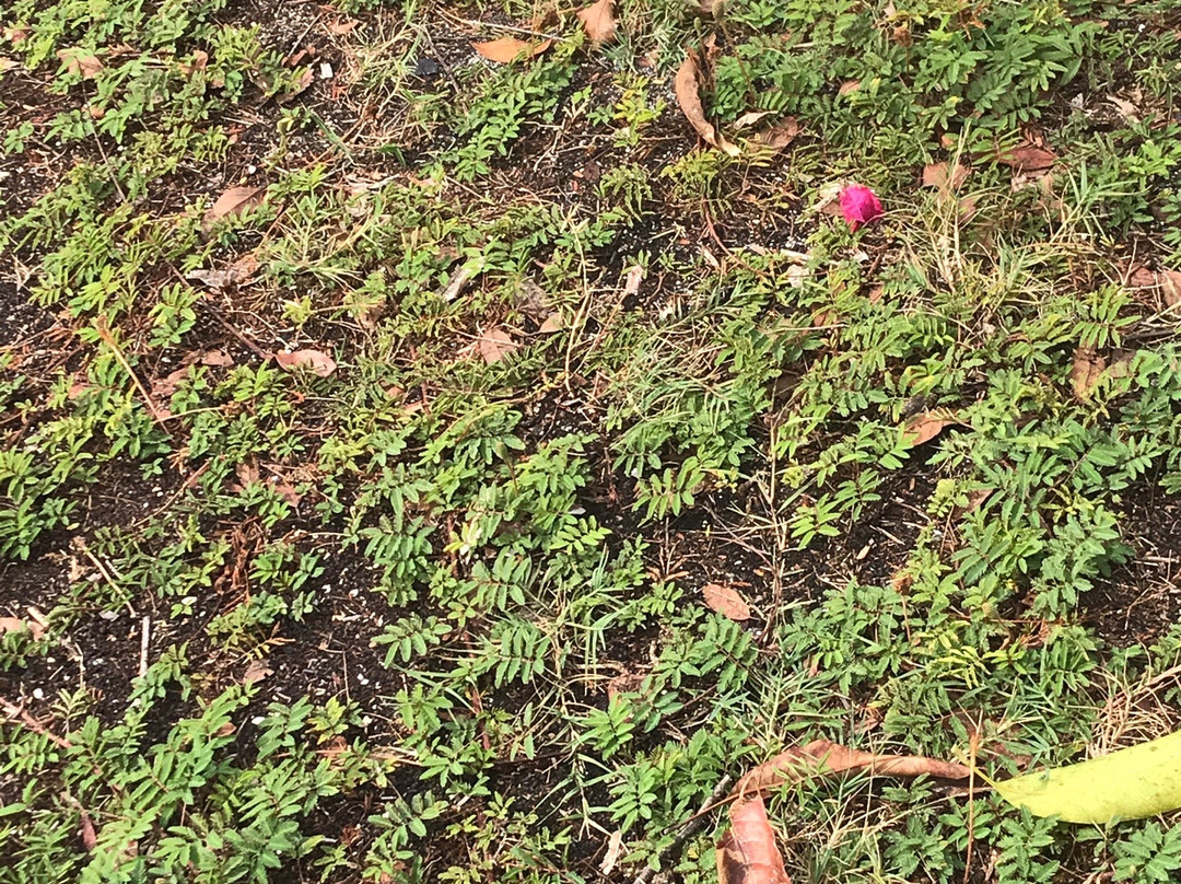 Orlando Wetlands-Christmas必去景点