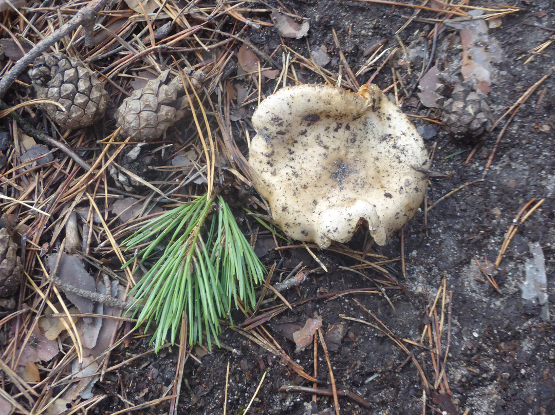 Chertovo Gorodische-叶卡捷琳堡必去景点