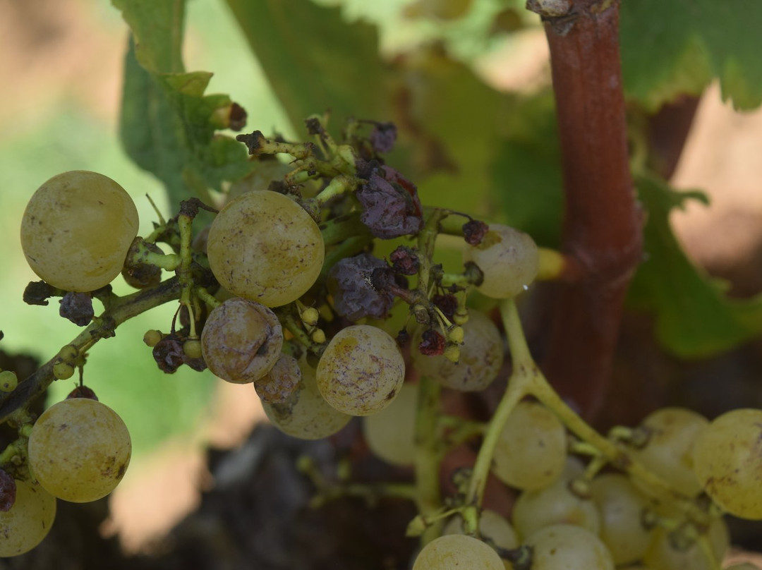 Chateau Coutet, Barsac-Sauternes景点图片