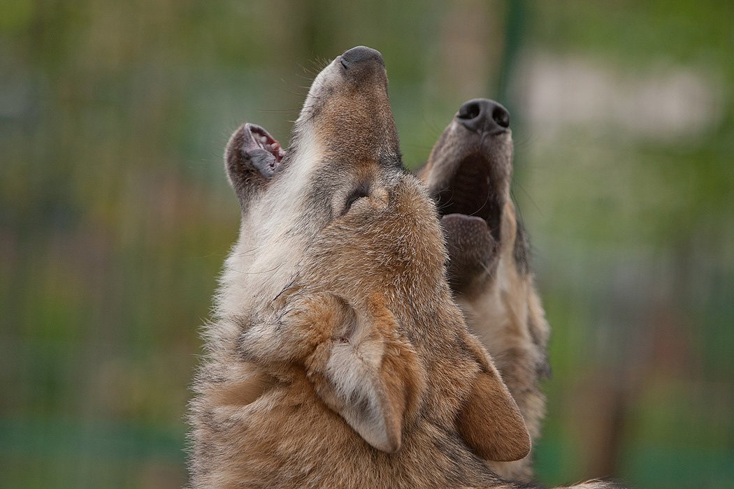 Wolfcenter Dörverden-Doerverden必去景点